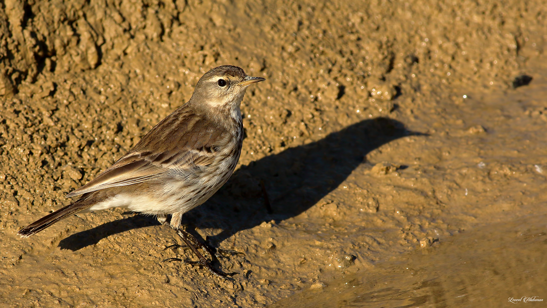 Water Pipit